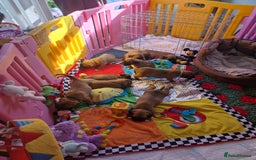 Boxer dogs for sale: Full pedigree boxer puppies  - Image 14