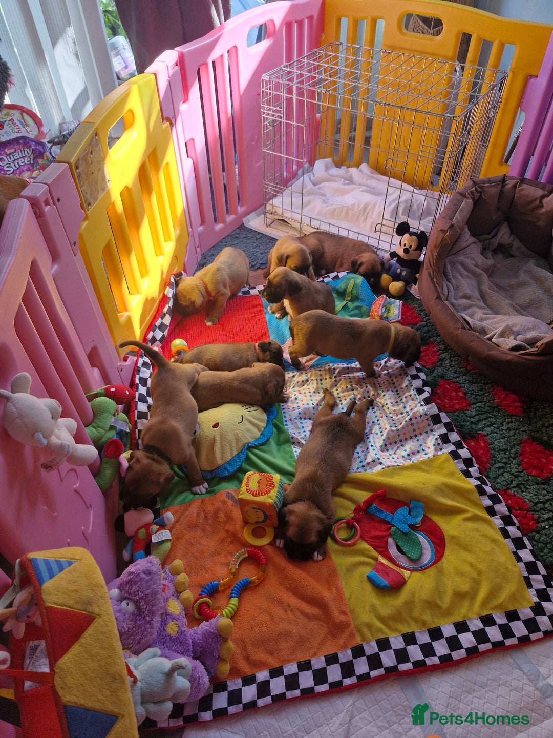 Boxer dogs for sale: Full pedigree boxer puppies  - Image 14