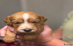 Sprocker dogs for sale: Beautiful Sprockers - Image 6