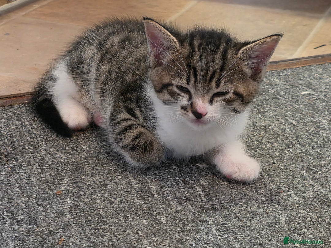 Mixed Breed cats for sale: Kittens  - Image 9