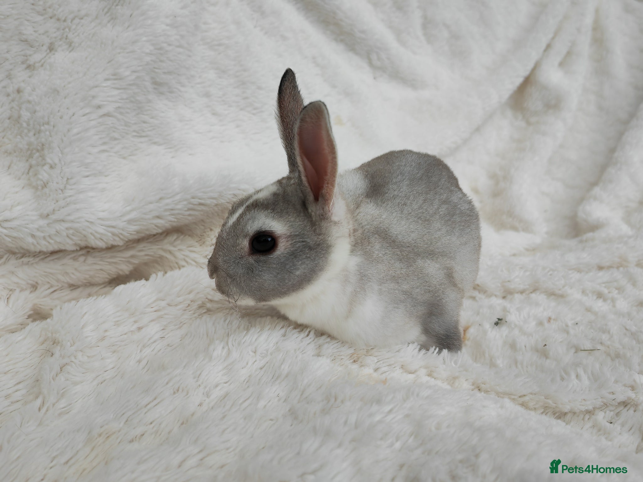 Rex rabbits Mini rex rabbits - Advert 13