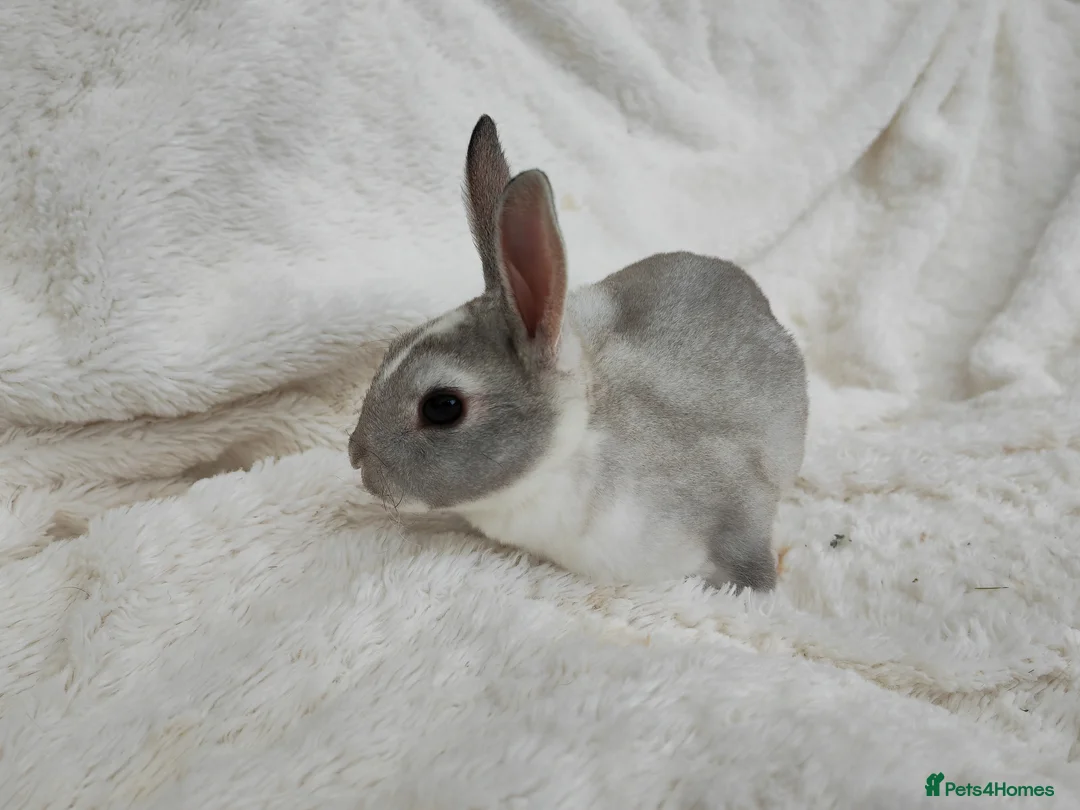 Rex rabbits for sale: Mini rex rabbits, black Vienna marked buck - Advert 2
