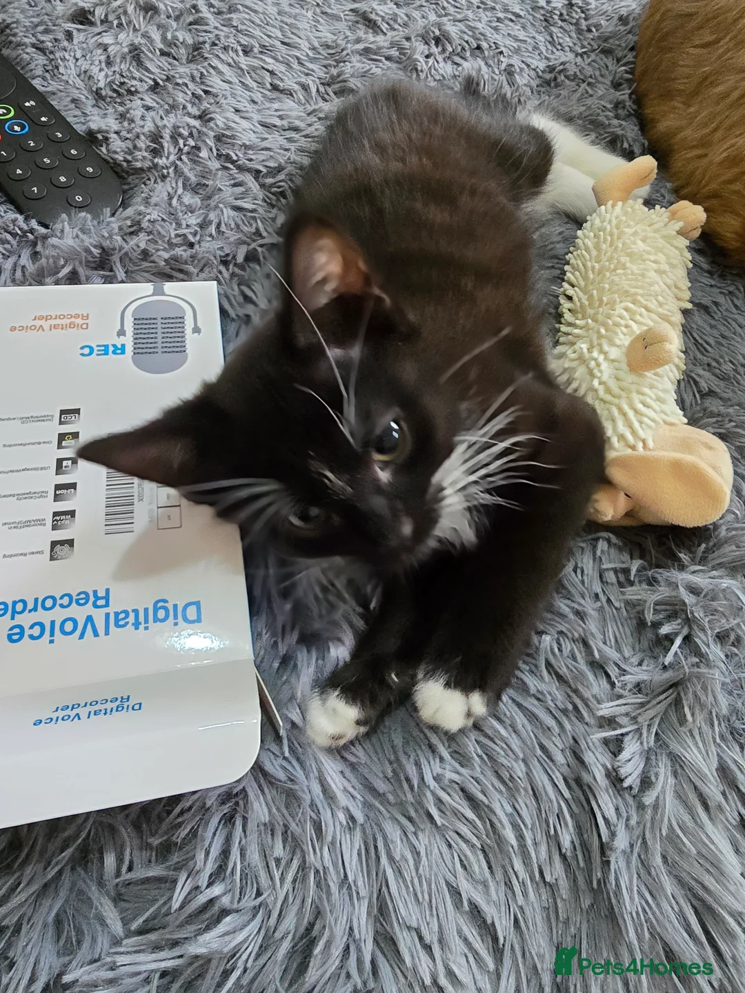 Mixed Breed cats for sale: Milo x - Advert 6