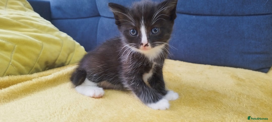 Ragdoll cats for sale: Half Ragdoll - one boy and four girls - Image 3