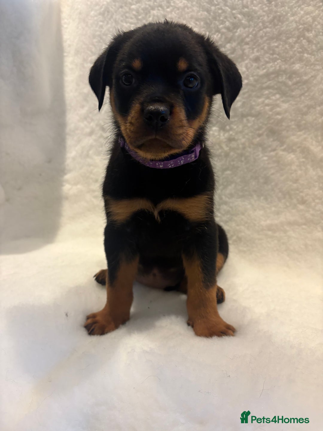 Rottweiler dogs for sale: ROTTWEILER PUPPIES. KC REG. - Advert 34