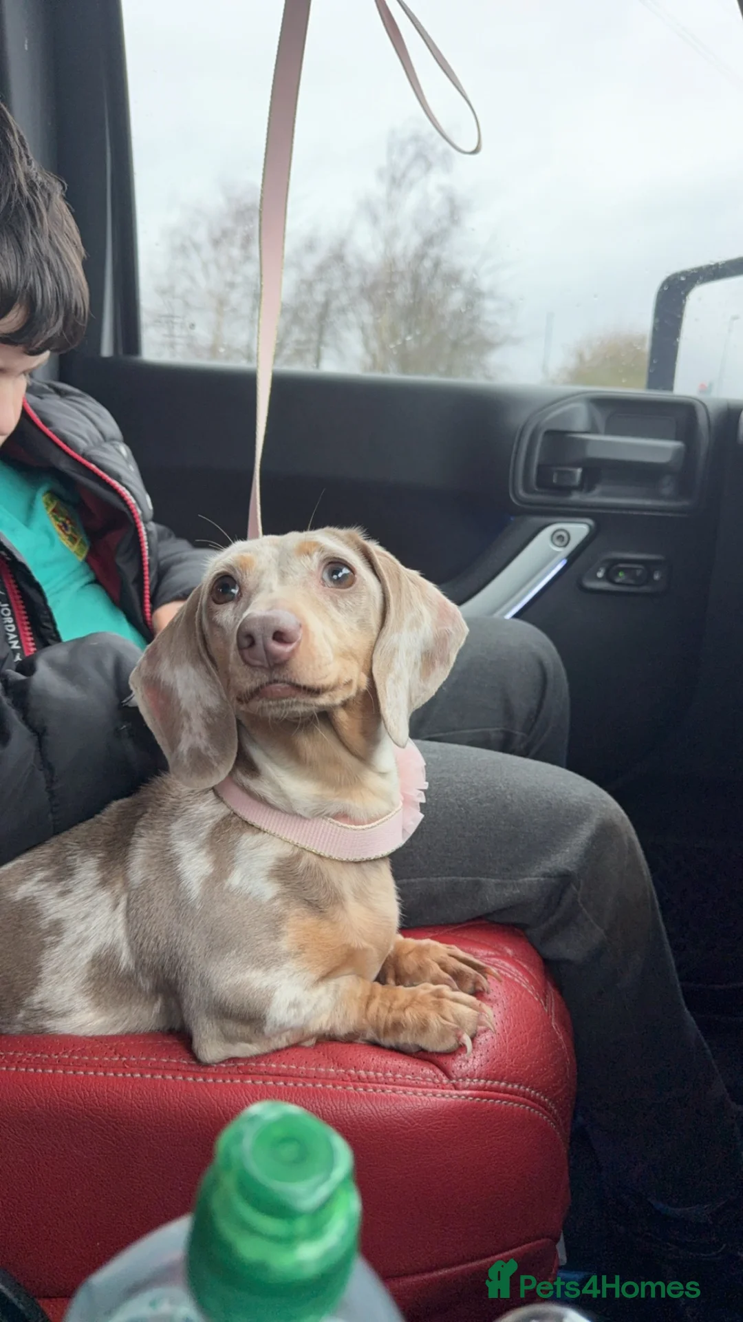 Dachshund dogs for sale: KC reg Long haired Cream dog & KC reg Dapple bitch - Advert 6