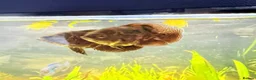 Cichlids fish for sale: Oscar Fish - Advert 4