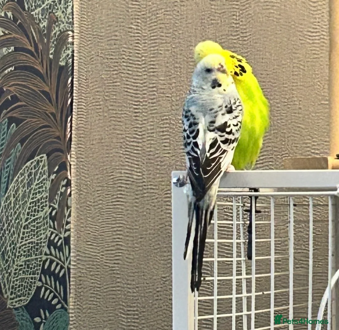Budgerigars birds for sale: Make and female bonded pair  in Runcorn - Advert 4
