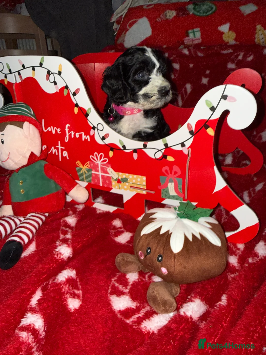 Cockapoo dogs for sale: Miniature f1 Cockapoos puppies - Advert 18