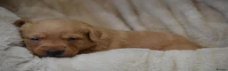 Labrador Retriever dogs for sale: Chunky Fox Red Labrador Puppies  - Advert 9