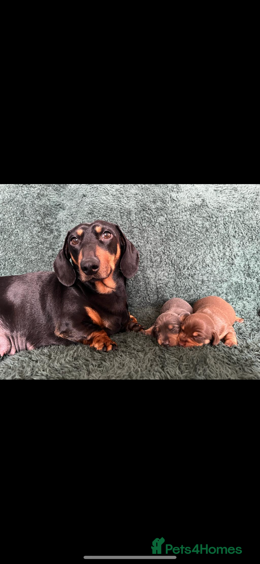 Miniature Dachshund dogs for stud: **Frankie the most handsome mini dachshund** in Walsall - Image 5
