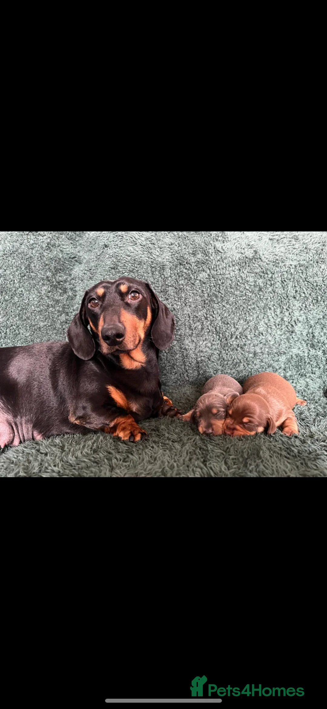 Miniature Dachshund dogs for stud: **Frankie the most handsome mini dachshund** in Walsall - Advert 5