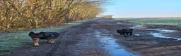 German Shepherd dogs for sale: Kc reg working line German shepherd pups in Barnsley - Advert 23