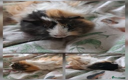 Guinea Pig rodents for sale: Young sow guinea pigs for sale - Image 3