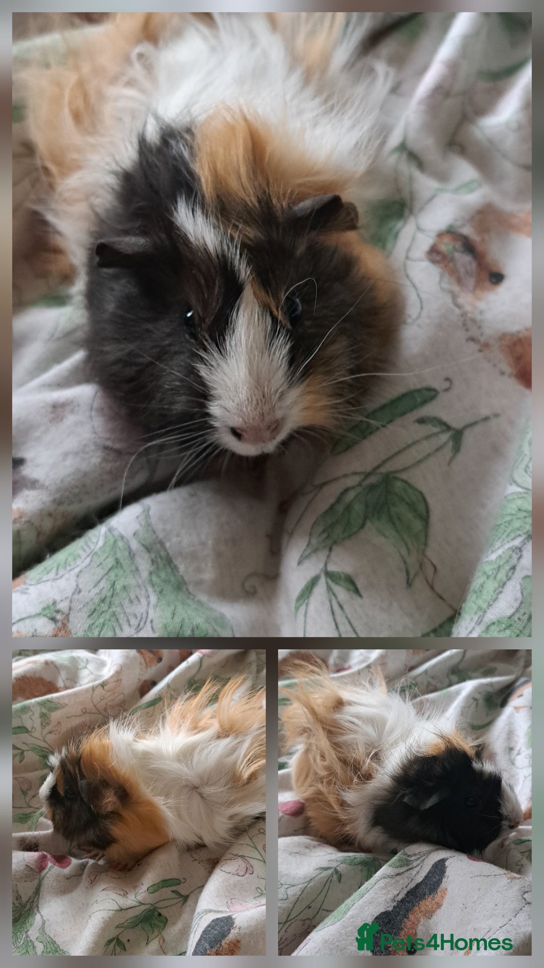 Guinea Pig rodents for sale: Young sow guinea pigs for sale - Image 3