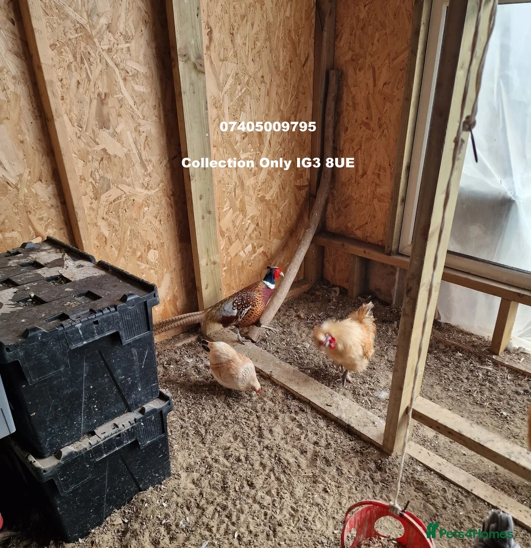 Mixed Breed birds for sale: Beaiutiful Chicken, Rooster & Pheasant  in Ilford - Advert 2