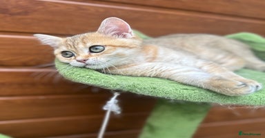 British Shorthair cats in Hayes - Advert 16