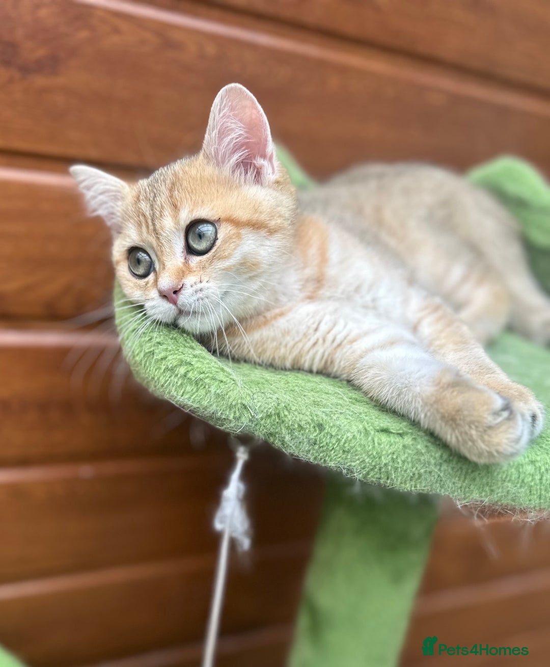 British Shorthair cats for sale: Last golden boy left 😻🌸🌼🌺 tica registered 😻 in Hayes - Image 7