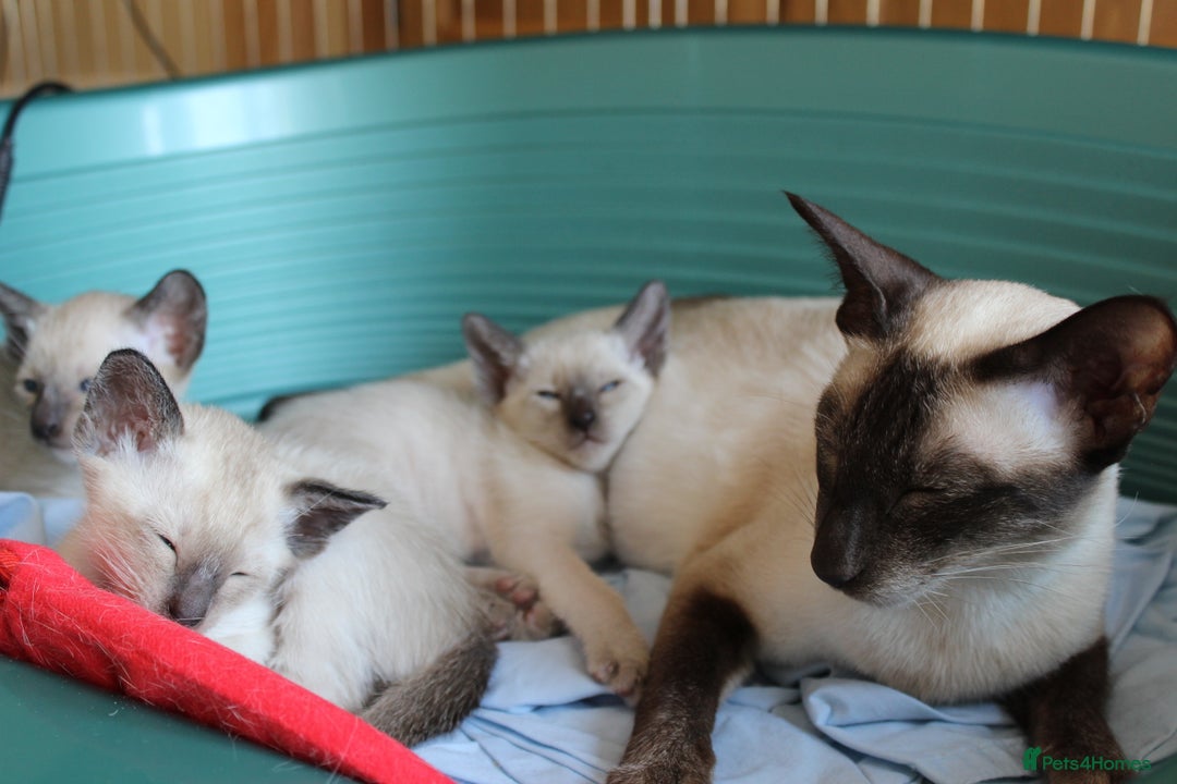 Siamese cats for sale: 5 Classic Seal Points looking for forever homes - Image 5
