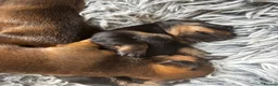 Chiweenie dogs for sale: 4 Gorgeous Chiwennie puppies - Advert 6