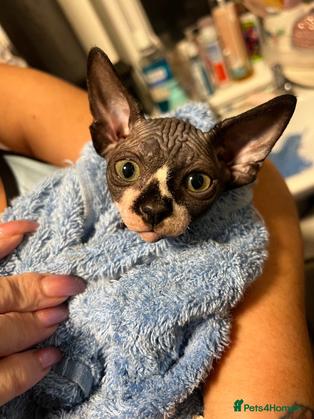 Sphynx cats for sale: 2 girls & 2 boys for sale  - Advert 4