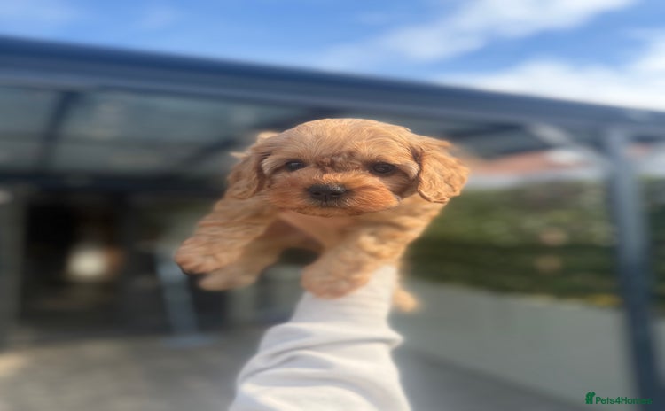 Cavapoo dogs - Advert 15