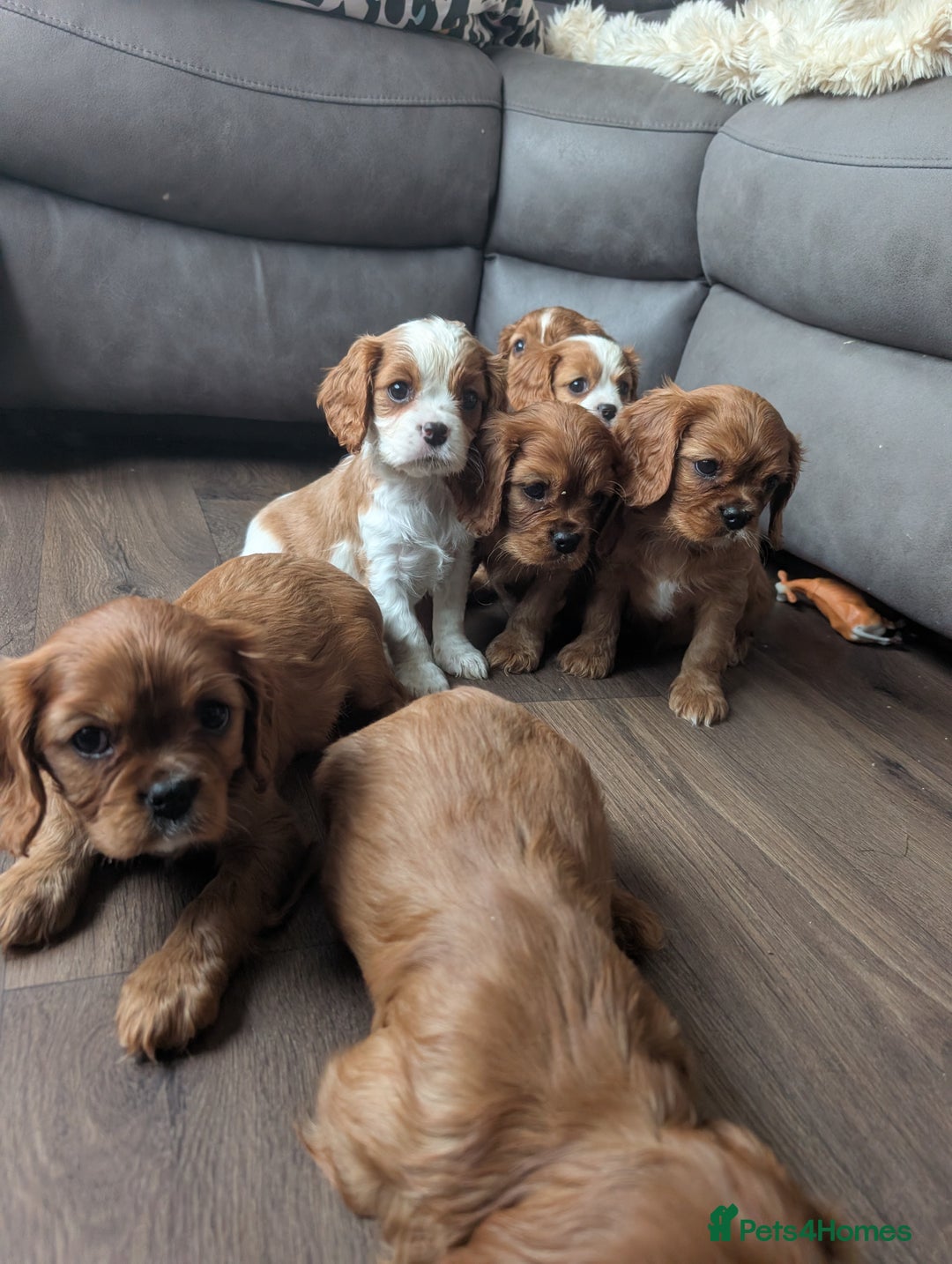 Cavalier King Charles Spaniel dogs for sale: 7 HEALTH TESTED & KC REG CAVALIERS - READY MONDAY - Advert 13