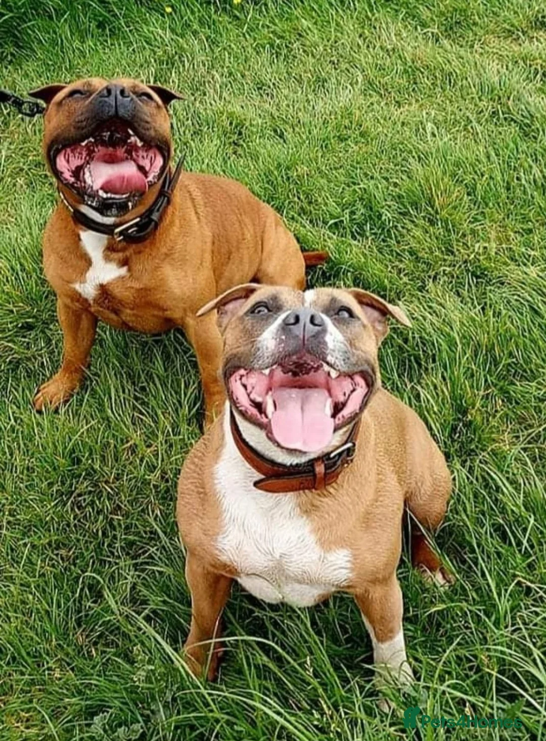 Staffordshire Bull Terrier dogs for stud: Red Staffordshire Bull Terrier Stud in Wolverhampton - Advert 21