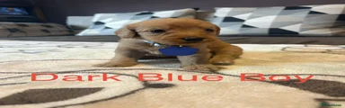 Blue Dark Boy