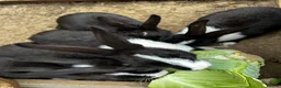 Dutch rabbits for sale: Free roaming Rabbits seek loving home in Milton Keynes - Advert 6