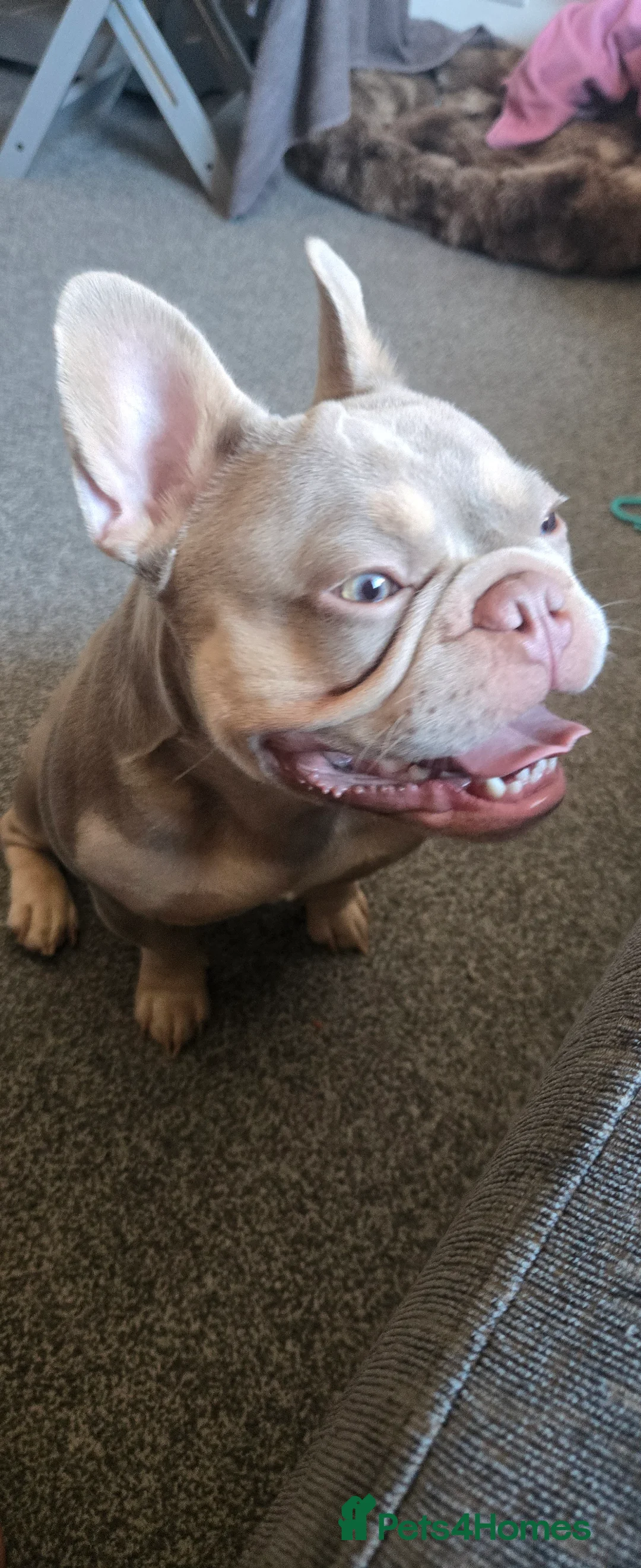 French Bulldog dogs for sale: Male French bulldog  in Brighton - Advert 4