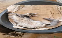 Maine Coon cats for sale: Pure Maine coon👑 - Image 16