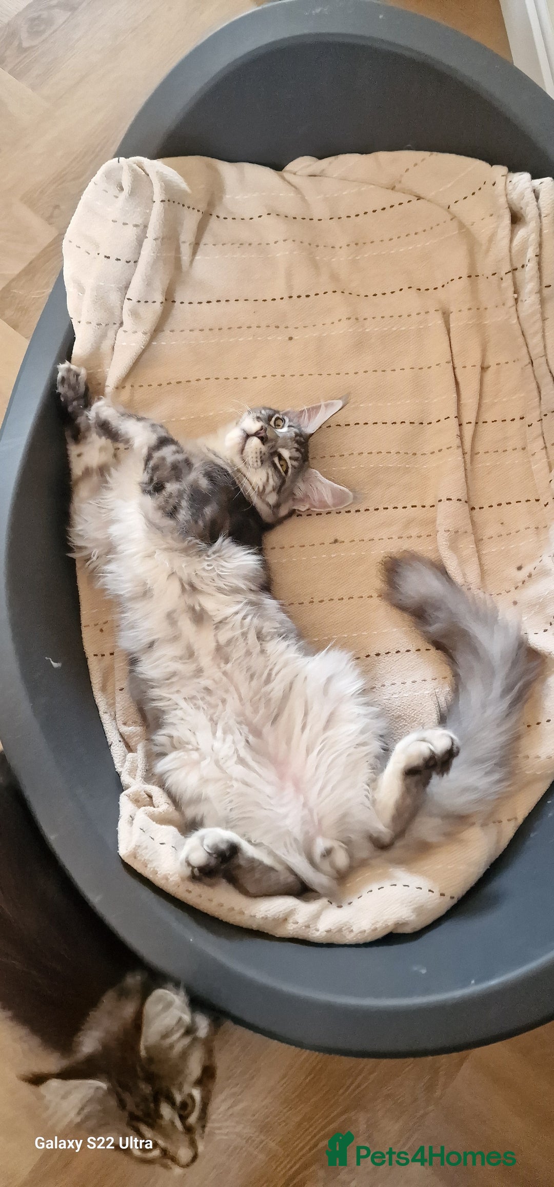 Maine Coon cats for sale: Pure Maine coon👑 - Image 16
