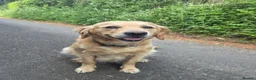 Golden Retriever dogs for sale: Working Golden Retriever Puppies Low Hip Scores - Advert 3