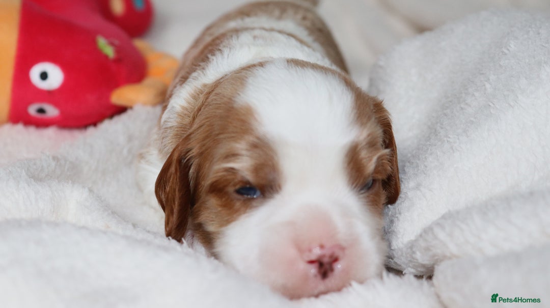 Cavalier King Charles Spaniel dogs for sale: 🌟Rare F1b Reverse Cavapoo(3/4 Cavalier1/4 Poodle) - Image 12