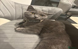 Russian Blue cats for sale: Gorgeous Russian 18 month male - Advert 5