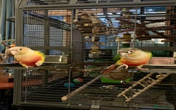 Conures birds for sale: Male & Female Red Factor Pineapple Conures - Image 2