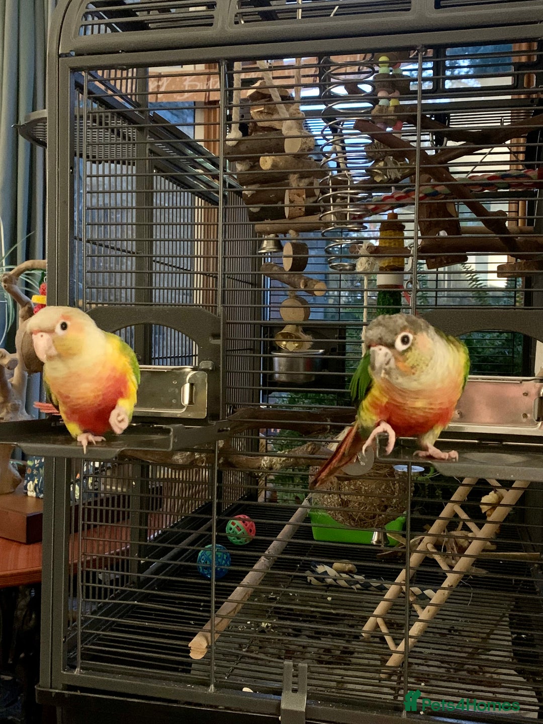 Conures birds for sale: Male & Female Red Factor Pineapple Conures - Image 2
