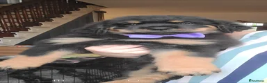 Rottweiler Puppy 2