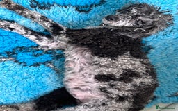 Miniature Poodle dogs for sale: Beautiful health tested miniature poodles  - Image 7