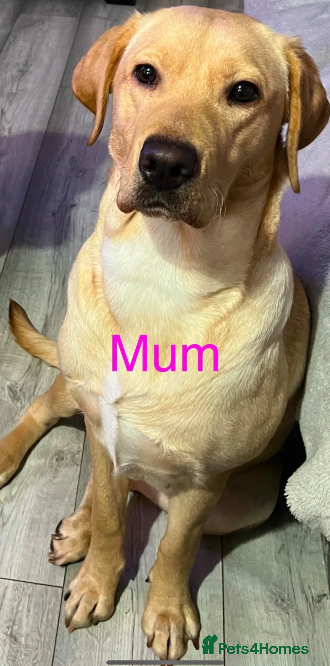 Labrador Retriever dogs for sale: Beautiful Labrador retrievers  - Advert 1
