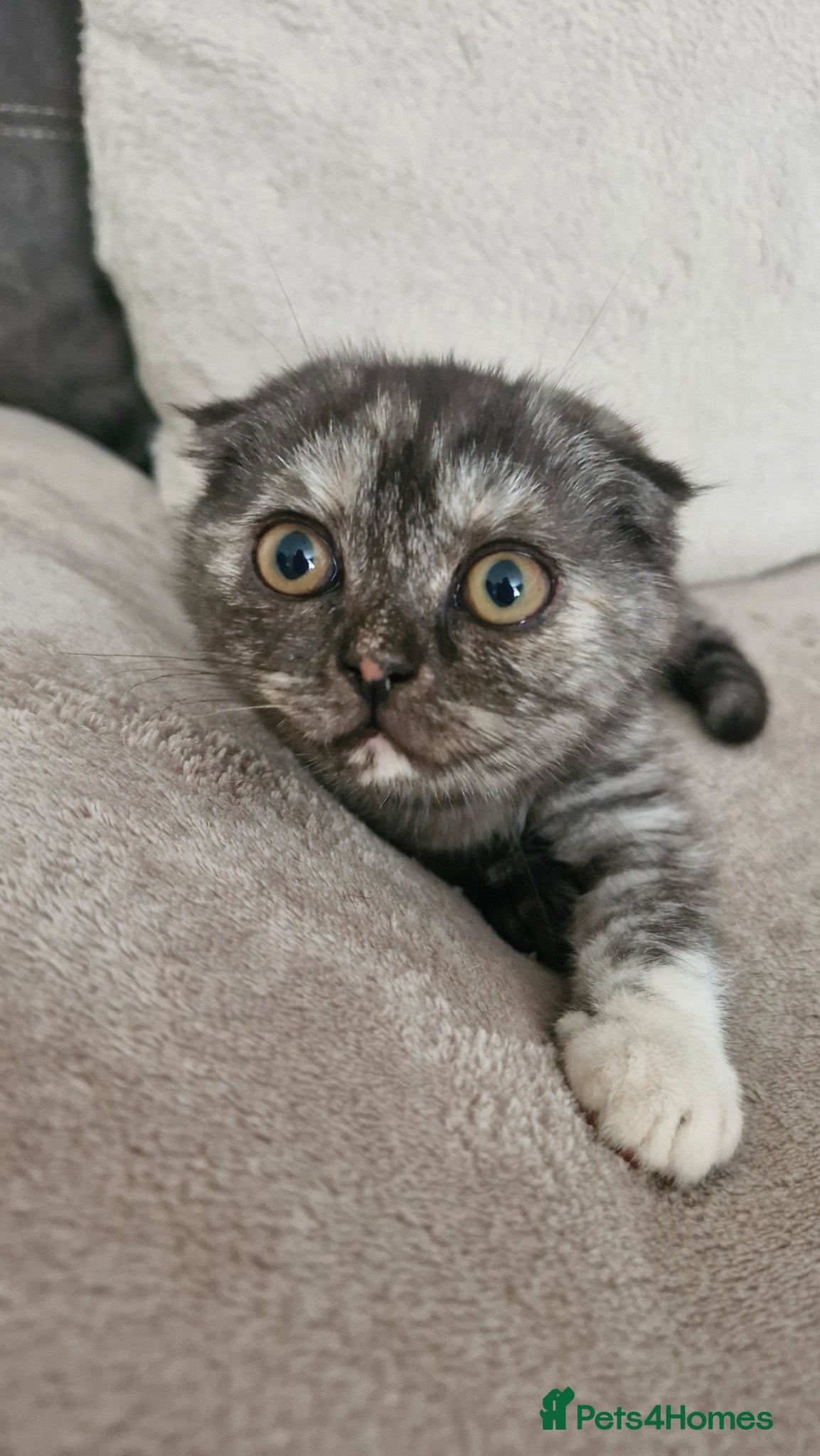 Scottish Fold cats Scottish Fold Kittens READY FOR NEW HOMES  - Advert 12