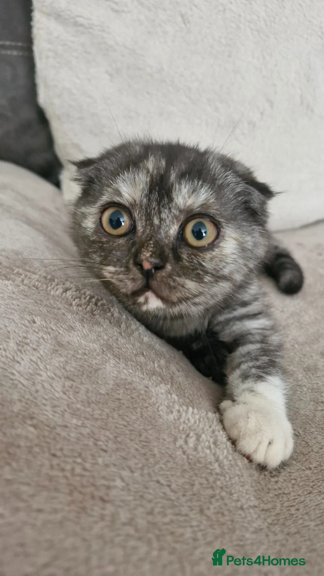 Scottish Fold cats for sale: Scottish Fold Kittens READY FOR NEW HOMES  - Advert 1