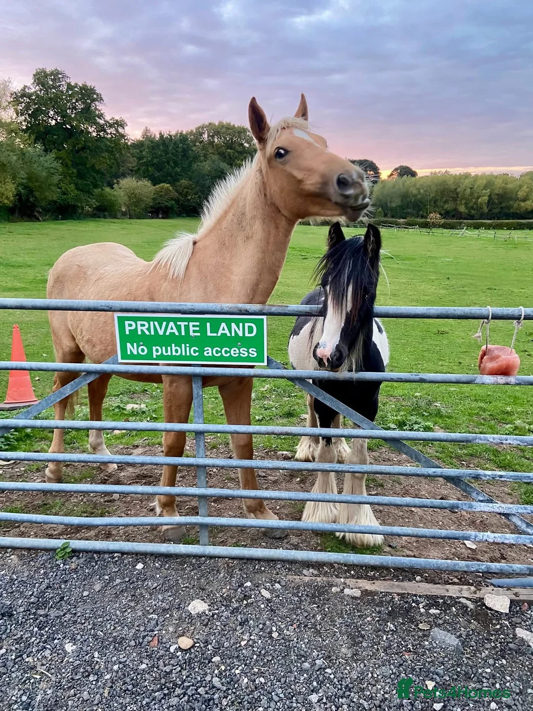 Welsh Section D horses for sale: AES Welsh D x TB Filly for Sale in Ilkeston - Advert 2