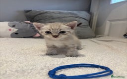 Savannah cats for sale: Savannah x kittens  - Image 6