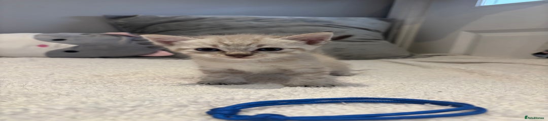 Savannah Kitten 1