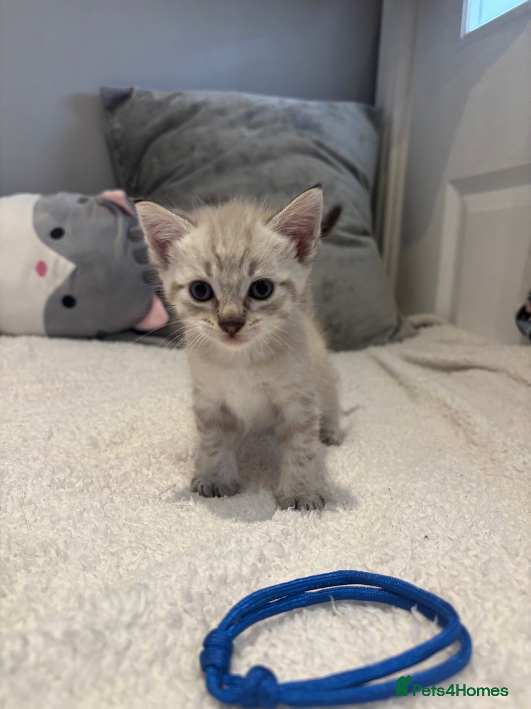 Savannah cats for sale: Savannah x kittens  - Image 6