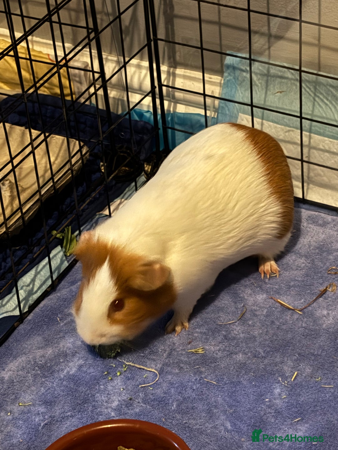 Guinea Pig rodents for sale: Rocket - Male Guinea Pig - Advert 5