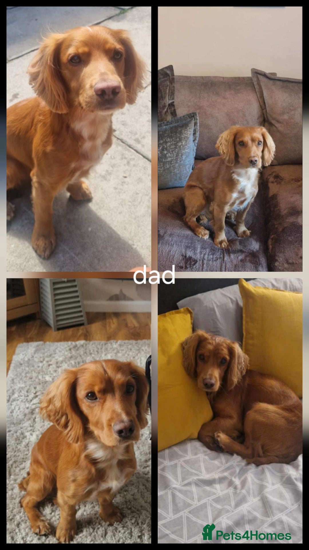 Cocker Spaniel dogs for sale: Working Cocker spaniel puppies - Advert 7