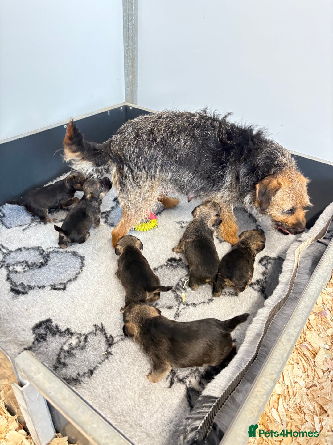 Border Terrier dogs for sale: Border Terriers - Image 3